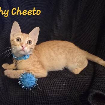 Crunchy Cheeto -  Domestic Short Hair Cat for Adoption in Westminster, California - Crunchy Cheeto | PetCurious