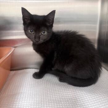 Pidge -  Domestic Short Hair Cat for Adoption in Jupiter, Florida - Pidge | PetCurious