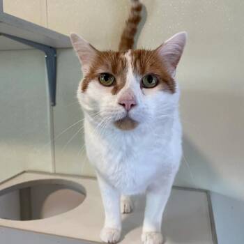 Domestic Short Hair Cats Available for Adoption in Friday Harbor, Washington - Ronnie | PetCurious