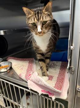 Rescue Domestic Short Hair Cats for Adoption in Staley, North Carolina - Link | PetCurious