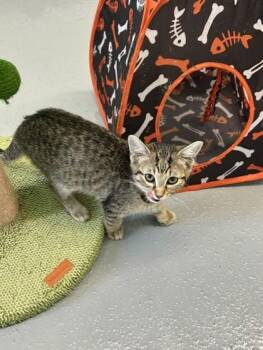 Rigatoni -  Domestic Short Hair Cat for Adoption in Erin, Ontario - Rigatoni | PetCurious