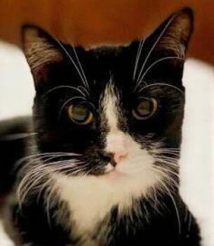 Rescue Domestic Short Hair Cats for Adoption in Richmond Hill, Ontario - Juniper (Happy Single) | PetCurious