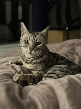 Roo -  Domestic Short Hair Cat for Adoption in Toronto, Ontario - Roo | PetCurious