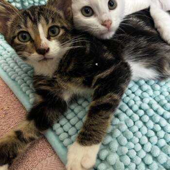 Cardamom -  Domestic Short Hair Cat for Adoption in NEW PT RICHEY, Florida - Cardamom | PetCurious