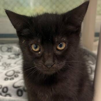 Little Bear -  Domestic Short Hair Cat for Adoption in East Hanover, New Jersey - Little Bear | PetCurious