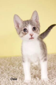 Oslo -  Domestic Short Hair Cat for Adoption in Gilbert, Arizona - Oslo | PetCurious
