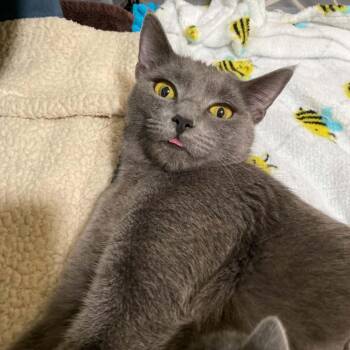 Hissy Elliott -  Domestic Short Hair Cat for Adoption in Idaho Falls, Idaho - Hissy Elliott | PetCurious