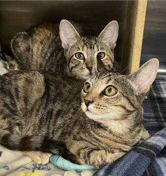 Maple and Willow -  Domestic Short Hair and Torbie Cat for Adoption in Auburn, Washington - Maple And Willow | PetCurious