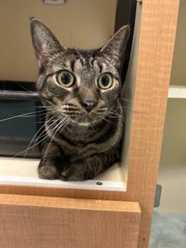 Rescue Domestic Short Hair Cats for Adoption in Portsmouth, Virginia - Ding Dong | PetCurious