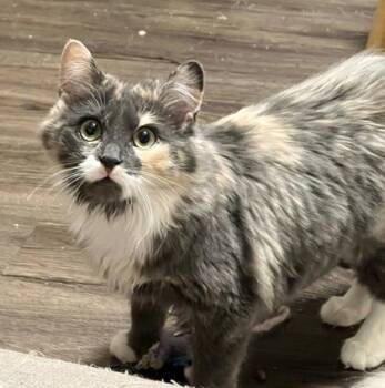 Dilute Calico and Domestic Medium Hair Cats Available for Adoption in Vaughan, Ontario - Hope (bonded With Harper) | PetCurious