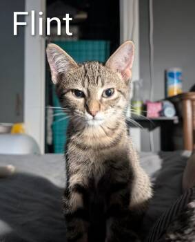 Flint -  Domestic Short Hair and Tabby Cat for Adoption in Lincoln, Nebraska - Flint | PetCurious