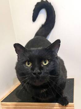 Domestic Short Hair Cats Available for Adoption - Snowball | PetCurious