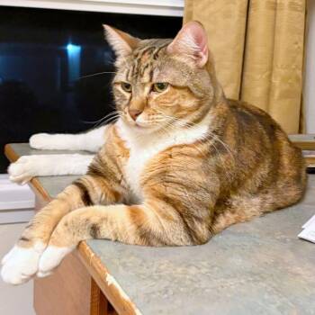 Chandri -  Domestic Short Hair Cat for Adoption in Woodinville, Washington - Chandri | PetCurious