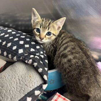 Barney -  Domestic Short Hair Cat for Adoption in Evansville, Indiana - Barney | PetCurious