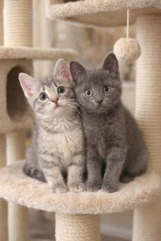 Domestic Short Hair Cats Available for Adoption - Blossom & Petal | PetCurious