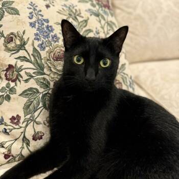 Tea -  Bombay Cat for Adoption in Allen, Texas - Tea | PetCurious