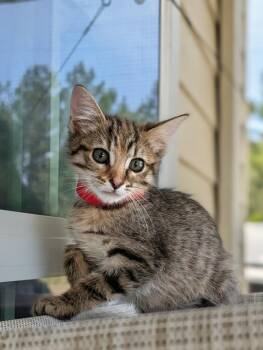Domestic Short Hair Cats Available for Adoption in Kingsland, Georgia - Iris | PetCurious