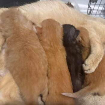 Domestic Short Hair Cats Available for Adoption in Madison, Wisconsin - Mango | PetCurious