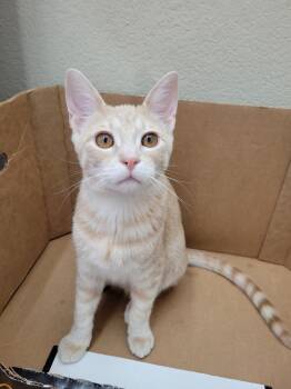 Tabby and Domestic Short Hair Cats Available for Adoption - Dobbs | PetCurious