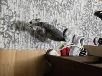 American Shorthair Cats Available for Adoption - Sully-kj | PetCurious