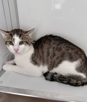Rescue Domestic Short Hair Cats for Adoption in Alexandria, Virginia - Spot | PetCurious