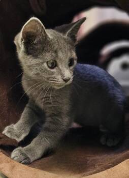 Barbie -  Domestic Short Hair Cat Available for Adoption in Lovingston, Virginia - Barbie | PetCurious