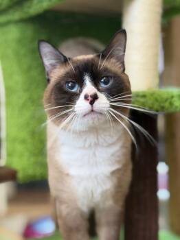 Bagheera -  Snowshoe Cat for Adoption in Peru, New York - Bagheera | PetCurious