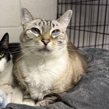 Rescue Domestic Short Hair Cats for Adoption in Etna, Pennsylvania - SnowCappa | PetCurious