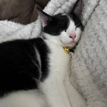 Hunny Bunch -  Domestic Short Hair Cat for Adoption in West Palm Beach, Florida - Hunny Bunch | PetCurious
