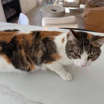 Domestic Short Hair Cats Available for Adoption - Mama Belle | PetCurious