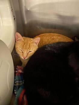 Domestic Short Hair Cats Available for Adoption in Spruce Pine, North Carolina - Screamsicle | PetCurious