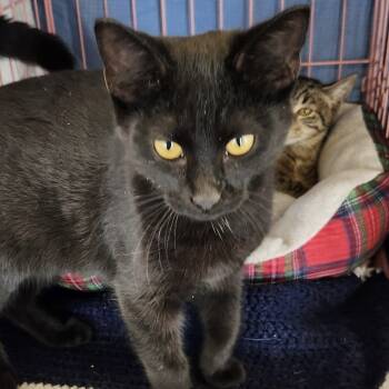Rescue Domestic Short Hair Cats for Adoption in Dallas, Texas - Armando 2209 | PetCurious