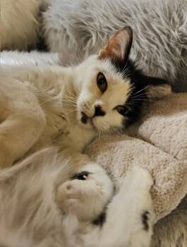 Minnie -  Domestic Long Hair Cat Available for Adoption in Gilbert, Arizona - Minnie | PetCurious