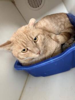 Turner -  Domestic Short Hair Cat Available for Adoption in Sapulpa, Oklahoma - Turner | PetCurious