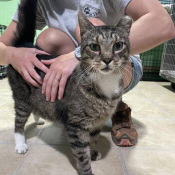 Pizza Man -  Domestic Short Hair Cat for Adoption in Newport, North Carolina - Pizza Man | PetCurious
