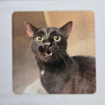 Bankz -  Domestic Short Hair Cat for Adoption in Mount Airy, North Carolina - Bankz | PetCurious