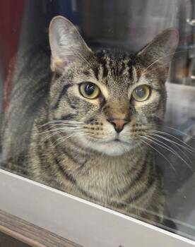 Domestic Short Hair Cats Available for Adoption - Kane | PetCurious