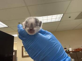 A1931699 -  Domestic Short Hair Cat for Adoption in Thousand Palms, California - A1931699 | PetCurious
