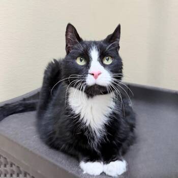 Domestic Short Hair Cats Available for Adoption - Kendrick | PetCurious