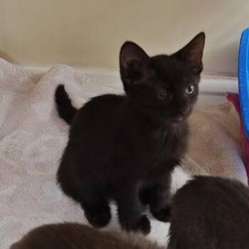 Eva -  Domestic Medium Hair Cat for Adoption in Los Angeles, California - Eva | PetCurious