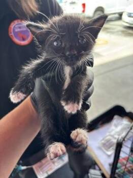 61508788 -  Domestic Short Hair Cat for Adoption in El Paso, Texas - 61508788 | PetCurious