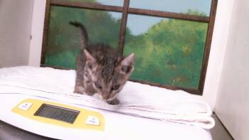 A2093985 -  Domestic Short Hair Cat for Adoption in Houston, Texas - A2093985 | PetCurious