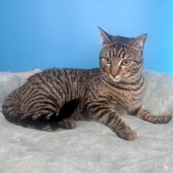 Domestic Short Hair Cats Available for Adoption in San Antonio, Texas - Fava Bean | PetCurious