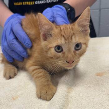 Warren Oates -  Domestic Short Hair Cat for Adoption in West Olive, Michigan - Warren Oates | PetCurious