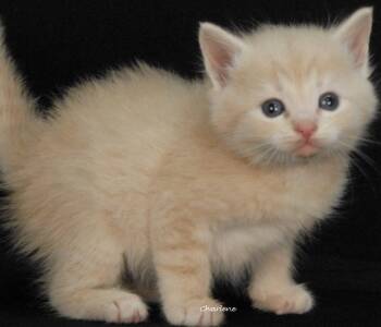 Gilbert Grape -  Domestic Short Hair and Tabby Cat for Adoption in Newland, North Carolina - Gilbert Grape | PetCurious