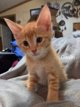 Gavin       GFRCC -  Domestic Short Hair Cat for Adoption in Metamora, Illinois - Gavin       GFRCC | PetCurious