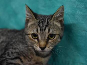Honey -  Domestic Short Hair Cat for Adoption in Portland, Oregon - Honey | PetCurious