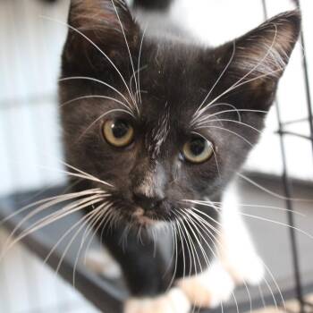 Spongebob -  Domestic Short Hair Cat for Adoption in West Point, Mississippi - Spongebob | PetCurious