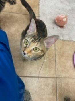 Rescue Domestic Short Hair Cats for Adoption in Grand Junction, Colorado - Epson | PetCurious