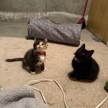 Domestic Short Hair Cats Available for Adoption in Marblehead, Massachusetts - Kiwi And Mango | PetCurious